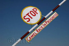 Sign at camel race, Osian, India